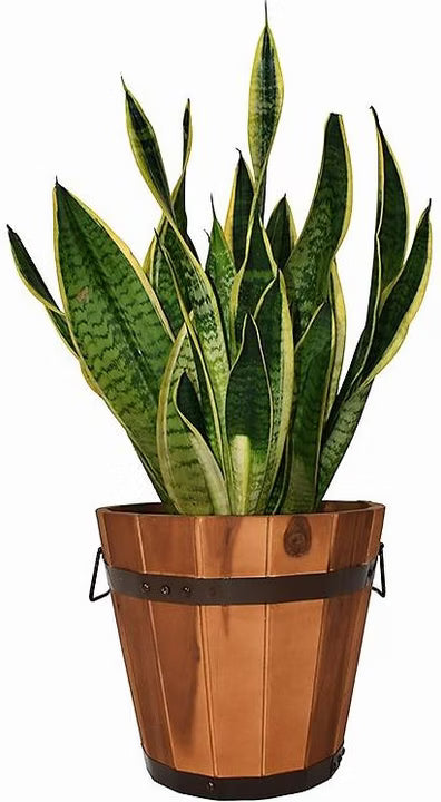 Innovesta Akazienkübel Ø30 x 27 cm