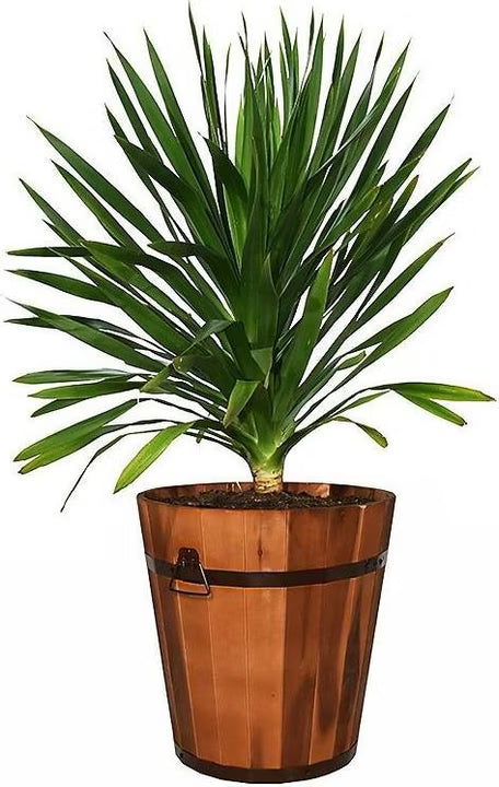 Innovesta Akazienkübel Ø 40 x 36 cm