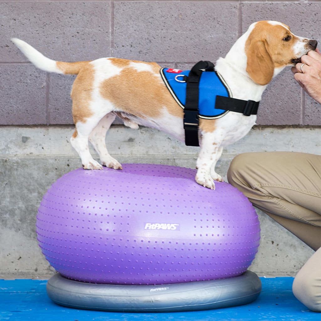 Fitpaws Donuthalter 63 Cm Grau