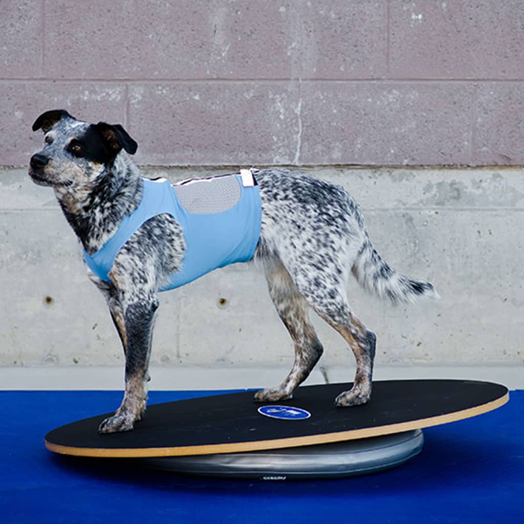 Fitpaws Donuthalter 63 Cm Grau